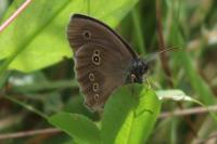 Aphantopus hyperantus