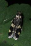 Oegoconia