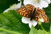 Melitaea athalia