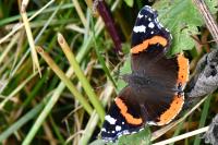 Vanessa atalanta