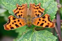 Polygonia c-album
