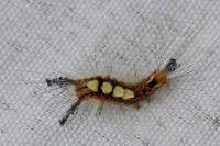 Orgyia antiqua