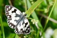 Melanargia galathea