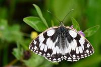 Melanargia galathea