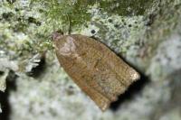 Archips rosana