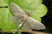 Philereme vetulata