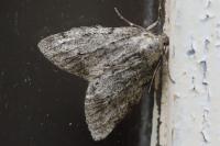 Tephronia sepiaria
