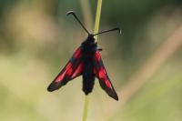Zygaena trifolii