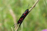 Zygaena trifolii