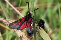 Zygaena trifolii