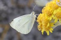 Pieris rapae