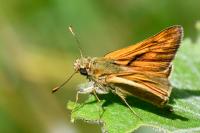 Ochlodes sylvanus