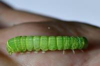 Orthosia cerasi