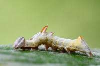 Notodonta ziczac