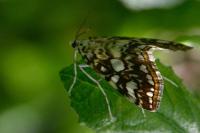 Elophila nymphaeata