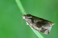 Archips crataegana