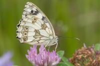 Melanargia galathea