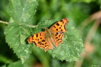 Polygonia c-album