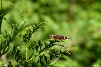 Vanessa atalanta