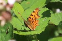 Polygonia c-album