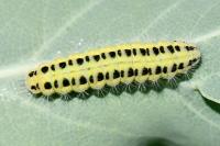 Zygaena