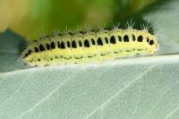 Zygaena