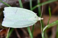 Tortrix viridana