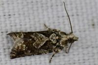 Zeiraphera isertana