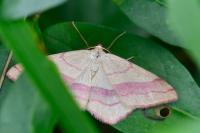 Rhodostrophia vibicaria