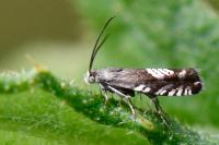 Grapholita compositella