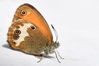 Coenonympha arcania