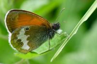 Coenonympha arcania