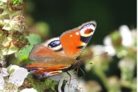 Aglais io