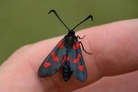 Zygaena trifolii