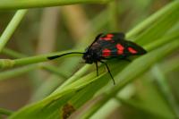 Zygaena trifolii