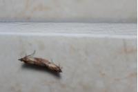 Plodia interpunctella