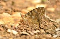 Vanessa cardui