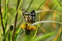 Melanargia galathea