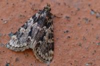 Aglossa caprealis