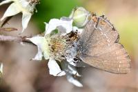 Satyrium ilicis