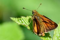 Ochlodes sylvanus