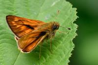 Ochlodes sylvanus