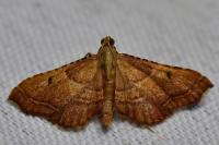Endotricha flammealis