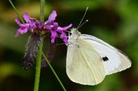 Pieris brassicae