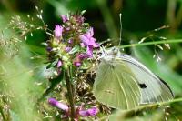 Pieris brassicae