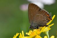Satyrium ilicis