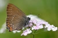 Satyrium ilicis