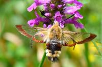 Hemaris fuciformis