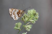 Melitaea athalia