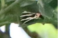 Euplagia quadripunctaria